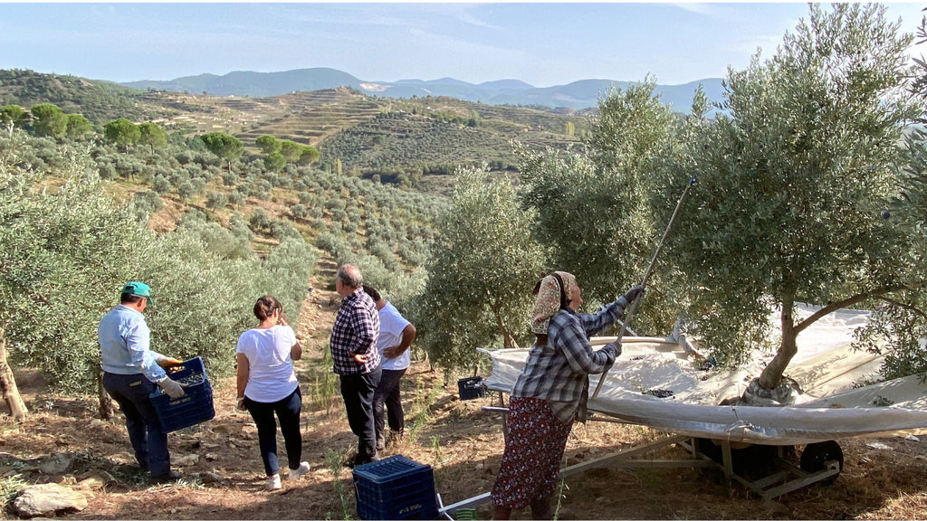 トルコのオリーブオイル Turkish olive oil が、いま注目される理由 —— 地中海の恵みを日本の食卓へ