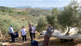 トルコのオリーブオイル Turkish olive oil が、いま注目される理由 —— 地中海の恵みを日本の食卓へ