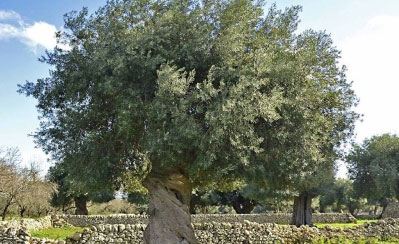 モッジカート農園の大きなオリーブの樹