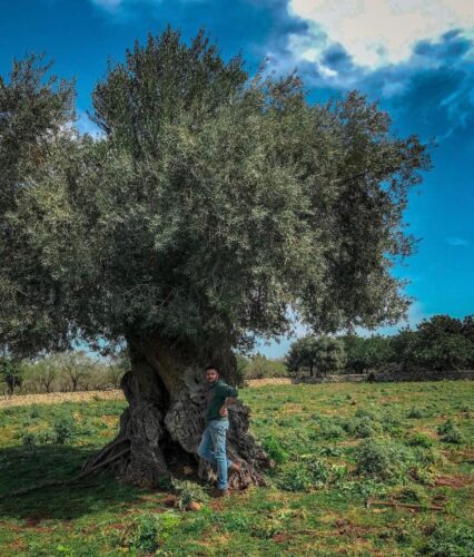 モッジカートのオリーブの樹は樹齢800～1000年