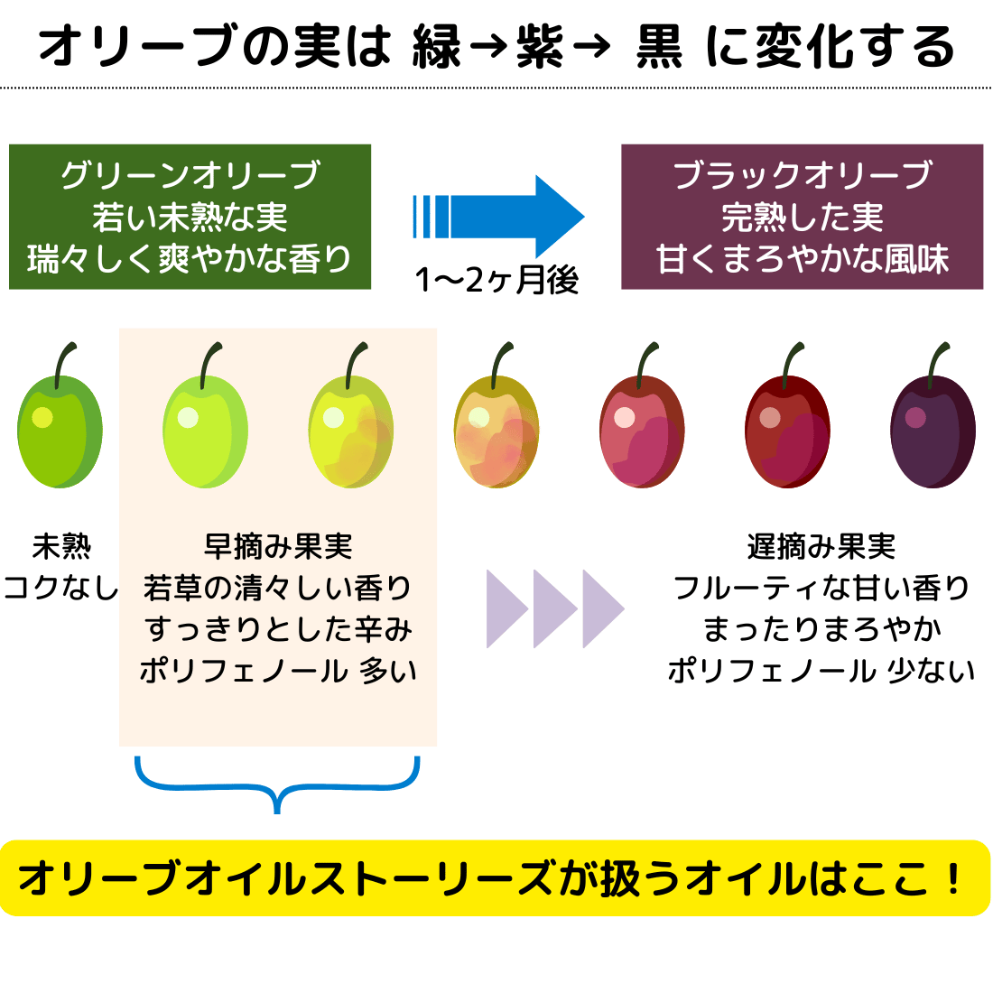 オリーブの実は　緑→紫→黒　に変化する グリーンオリーブは若い未熟な実。みずみずしく爽やかな香り ブラックオリーブは完熟した実。甘くまろやかな風味