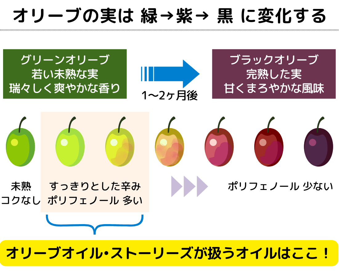 オリーブの実は 緑→紫→黒 に変化する グリーンオリーブは若い未熟な実。みずみずしく爽やかな香り ブラックオリーブは完熟した実。甘くまろやかな風味